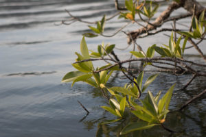 Mangrove